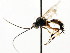  ( - CNCHYM 04750)  @11 [ ] CreativeCommons - Attribution (2011) CNC/CBG Photography Group Centre for Biodiversity Genomics