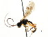  ( - CNCHYM 04752)  @11 [ ] CreativeCommons - Attribution (2011) CNC/CBG Photography Group Centre for Biodiversity Genomics