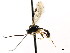  ( - CNCHYM 04764)  @11 [ ] CreativeCommons - Attribution (2011) CNC/CBG Photography Group Centre for Biodiversity Genomics