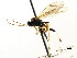  ( - CNCHYM 04771)  @11 [ ] CreativeCommons - Attribution (2011) CNC/CBG Photography Group Centre for Biodiversity Genomics