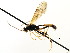  ( - CNCHYM 04772)  @11 [ ] CreativeCommons - Attribution (2011) CNC/CBG Photography Group Centre for Biodiversity Genomics
