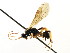  (Cosmoconus arcticus - CNCHYM 04773)  @13 [ ] CreativeCommons - Attribution (2011) CNC/CBG Photography Group Centre for Biodiversity Genomics