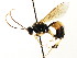  ( - CNCHYM 04777)  @11 [ ] CreativeCommons - Attribution (2011) CNC/CBG Photography Group Centre for Biodiversity Genomics