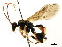  ( - CNCHYM 04779)  @11 [ ] CreativeCommons - Attribution (2011) CNC/CBG Photography Group Centre for Biodiversity Genomics