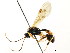  ( - CNCHYM 04782)  @11 [ ] CreativeCommons - Attribution (2011) CNC/CBG Photography Group Centre for Biodiversity Genomics