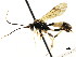 ( - CNCHYM 04784)  @13 [ ] CreativeCommons - Attribution (2011) CNC/CBG Photography Group Centre for Biodiversity Genomics