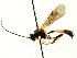  (Cosmoconus biflavus - CNCHYM 04786)  @14 [ ] CreativeCommons - Attribution (2011) CNC/CBG Photography Group Centre for Biodiversity Genomics