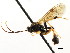  (Cosmoconus canadensis - CNCHYM 04790)  @13 [ ] CreativeCommons - Attribution (2011) CNC/CBG Photography Group Centre for Biodiversity Genomics