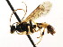  ( - CNCHYM 04791)  @11 [ ] CreativeCommons - Attribution (2011) CNC/CBG Photography Group Centre for Biodiversity Genomics