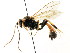  (Cosmoconus genalis - CNCHYM 04793)  @11 [ ] CreativeCommons - Attribution (2011) CNC/CBG Photography Group Centre for Biodiversity Genomics