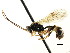  ( - CNCHYM 04795)  @11 [ ] CreativeCommons - Attribution (2011) CNC/CBG Photography Group Centre for Biodiversity Genomics