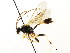  ( - CNCHYM 04797)  @11 [ ] CreativeCommons - Attribution (2011) CNC/CBG Photography Group Centre for Biodiversity Genomics