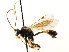  (Cosmoconus posticatus - CNCHYM 04803)  @11 [ ] CreativeCommons - Attribution (2011) CNC/CBG Photography Group Centre for Biodiversity Genomics