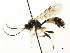  (Cosmoconus vallis - CNCHYM 04807)  @11 [ ] CreativeCommons - Attribution (2011) CNC/CBG Photography Group Centre for Biodiversity Genomics