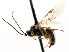  ( - CNCHYM 04877)  @11 [ ] CreativeCommons - Attribution (2011) CNC/CBG Photography Group Centre for Biodiversity Genomics