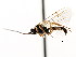  ( - CNCHYM 04879)  @11 [ ] CreativeCommons - Attribution (2011) CNC/CBG Photography Group Centre for Biodiversity Genomics