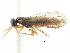  ( - CNCHYM 02003)  @11 [ ] CreativeCommons - Attribution (2011) CNC/CBG Photography Group Centre for Biodiversity Genomics