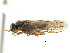  ( - CNCHYM 02004)  @11 [ ] CreativeCommons - Attribution (2011) CNC/CBG Photography Group Centre for Biodiversity Genomics
