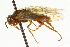  ( - CNCHYM 02012)  @11 [ ] CreativeCommons - Attribution (2011) CNC/CBG Photography Group Centre for Biodiversity Genomics