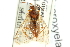 ( - CNCHYM 02014)  @11 [ ] CreativeCommons - Attribution (2011) CNC/CBG Photography Group Centre for Biodiversity Genomics