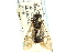  ( - CNCHYM 02022)  @11 [ ] CreativeCommons - Attribution (2011) CNC/CBG Photography Group Centre for Biodiversity Genomics
