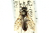  ( - CNCHYM 02023)  @11 [ ] CreativeCommons - Attribution (2011) CNC/CBG Photography Group Centre for Biodiversity Genomics
