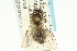  ( - CNCHYM 02025)  @13 [ ] CreativeCommons - Attribution (2011) CNC/CBG Photography Group Centre for Biodiversity Genomics