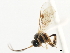  (Lagoleptus palans - CNCHYM 05004)  @11 [ ] CreativeCommons - Attribution (2011) CNC/CBG Photography Group Centre for Biodiversity Genomics