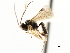  ( - CNCHYM 05006)  @11 [ ] CreativeCommons - Attribution (2011) CNC/CBG Photography Group Centre for Biodiversity Genomics