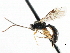  ( - CNCHYM 05034)  @11 [ ] CreativeCommons - Attribution (2011) CNC/CBG Photography Group Centre for Biodiversity Genomics