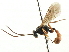  ( - CNCHYM 05058)  @11 [ ] CreativeCommons - Attribution (2011) CNC/CBG Photography Group Centre for Biodiversity Genomics