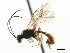  ( - CNCHYM 05059)  @11 [ ] CreativeCommons - Attribution (2011) CNC/CBG Photography Group Centre for Biodiversity Genomics