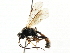  ( - CNCHYM 05075)  @11 [ ] CreativeCommons - Attribution (2011) CNC/CBG Photography Group Centre for Biodiversity Genomics