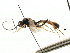  ( - CNCHYM 05079)  @11 [ ] CreativeCommons - Attribution (2011) CNC/CBG Photography Group Centre for Biodiversity Genomics