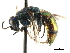  ( - CNCHYM 05132)  @13 [ ] CreativeCommons - Attribution (2011) CNC/CBG Photography Group Centre for Biodiversity Genomics
