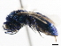  (Chrysura kyrae - CNCHYM 05141)  @14 [ ] CreativeCommons - Attribution (2011) CNC/CBG Photography Group Centre for Biodiversity Genomics