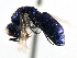  (Chrysura pacifica - CNCHYM 05144)  @13 [ ] CreativeCommons - Attribution (2011) CNC/CBG Photography Group Centre for Biodiversity Genomics