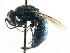  ( - CNCHYM 05146)  @11 [ ] CreativeCommons - Attribution (2011) CNC/CBG Photography Group Centre for Biodiversity Genomics
