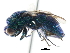  ( - CNCHYM 05156)  @11 [ ] CreativeCommons - Attribution (2011) CNC/CBG Photography Group Centre for Biodiversity Genomics