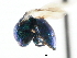  ( - CNCHYM 05159)  @11 [ ] CreativeCommons - Attribution (2011) CNC/CBG Photography Group Centre for Biodiversity Genomics