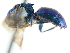  ( - CNCHYM 05161)  @11 [ ] CreativeCommons - Attribution (2011) CNC/CBG Photography Group Centre for Biodiversity Genomics