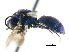  ( - CNCHYM 05163)  @11 [ ] CreativeCommons - Attribution (2011) CNC/CBG Photography Group Centre for Biodiversity Genomics