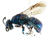  ( - CNCHYM 05167)  @11 [ ] CreativeCommons - Attribution (2011) CNC/CBG Photography Group Centre for Biodiversity Genomics