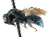  ( - CNCHYM 05170)  @11 [ ] CreativeCommons - Attribution (2011) CNC/CBG Photography Group Centre for Biodiversity Genomics