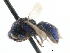  ( - CNCHYM 05177)  @11 [ ] CreativeCommons - Attribution (2011) CNC/CBG Photography Group Centre for Biodiversity Genomics