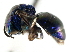  (Muesebeckidium - CNCHYM 05184)  @11 [ ] CreativeCommons - Attribution (2011) CNC/CBG Photography Group Centre for Biodiversity Genomics
