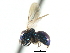  ( - CNCHYM 05190)  @11 [ ] CreativeCommons - Attribution (2011) CNC/CBG Photography Group Centre for Biodiversity Genomics