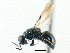  ( - CNCHYM 05192)  @11 [ ] CreativeCommons - Attribution (2011) CNC/CBG Photography Group Centre for Biodiversity Genomics