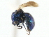 (Omalus plicatus - CNCHYM 05193)  @11 [ ] CreativeCommons - Attribution (2011) CNC/CBG Photography Group Centre for Biodiversity Genomics