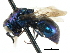  ( - CNCHYM 05194)  @11 [ ] CreativeCommons - Attribution (2011) CNC/CBG Photography Group Centre for Biodiversity Genomics